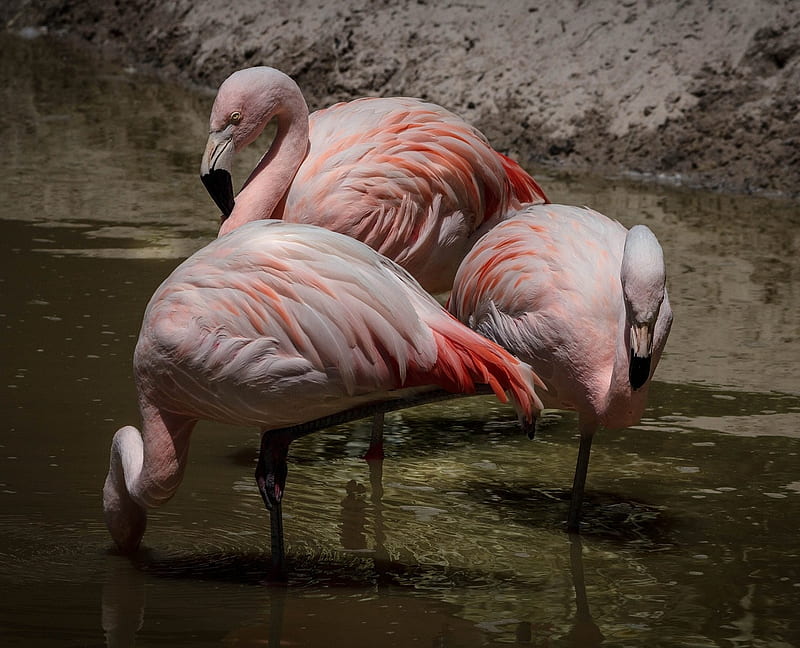 Flamingos, Pink, Ingos, Fla, Animals, Birds, HD wallpaper