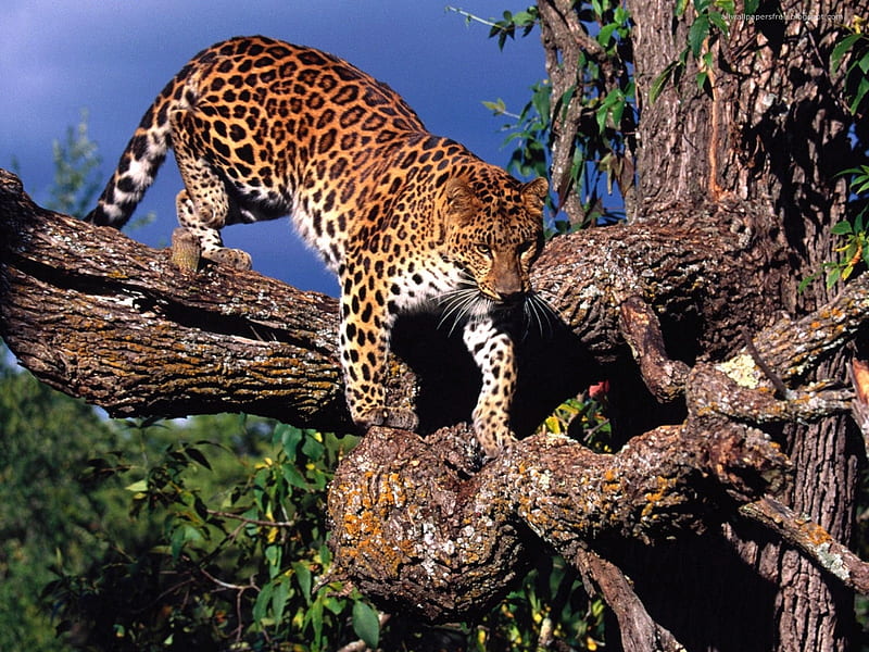 Leopard, wilderness, nature, tree, cat, HD wallpaper | Peakpx