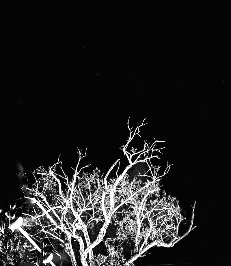 Tree, amoled, black, blackn white, cat, dragoon, logo, puma, samsung, HD phone wallpaper