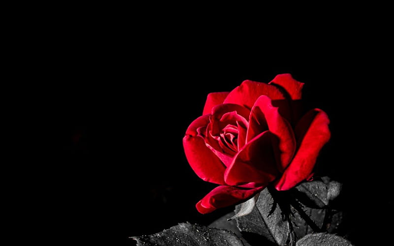 Single, black, red, rose, HD wallpaper