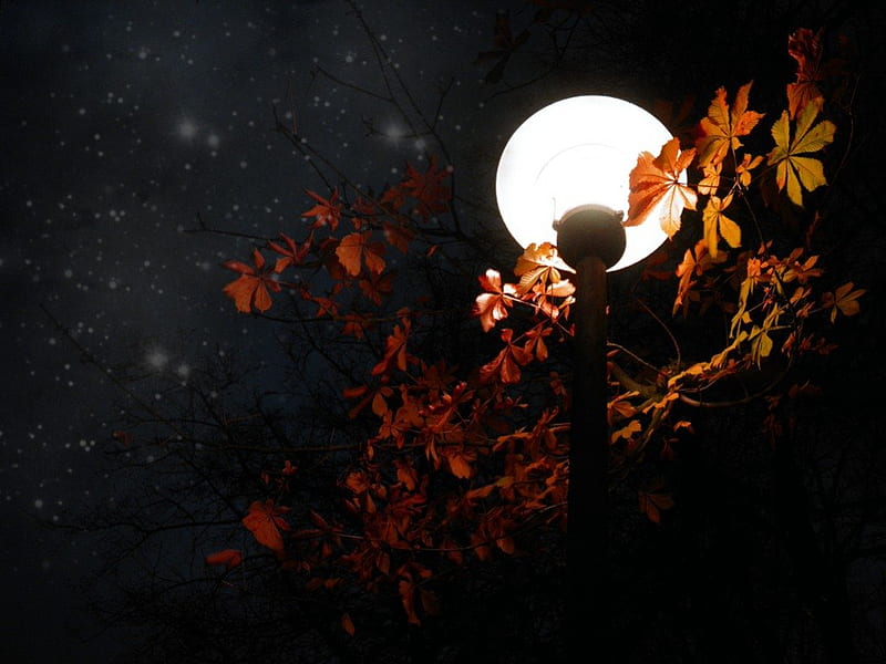 Autumn night, stars, autumn, tree, lamp post, sky, night, HD wallpaper