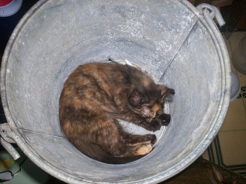 Kitten in The Bucket, Pail, cat, kitten, bucket, HD wallpaper