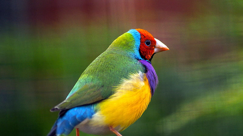 Golden finch, colorful, red, bird, green, yellow, pasari, blue, HD wallpaper