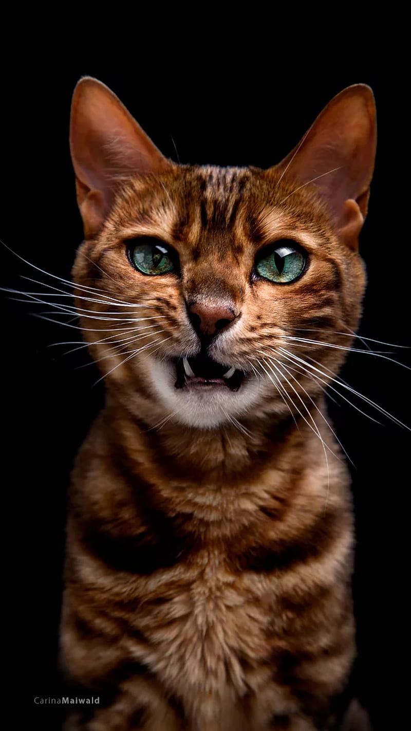 Angry Cat 4K Wallpaper iPhone HD Phone #6881k