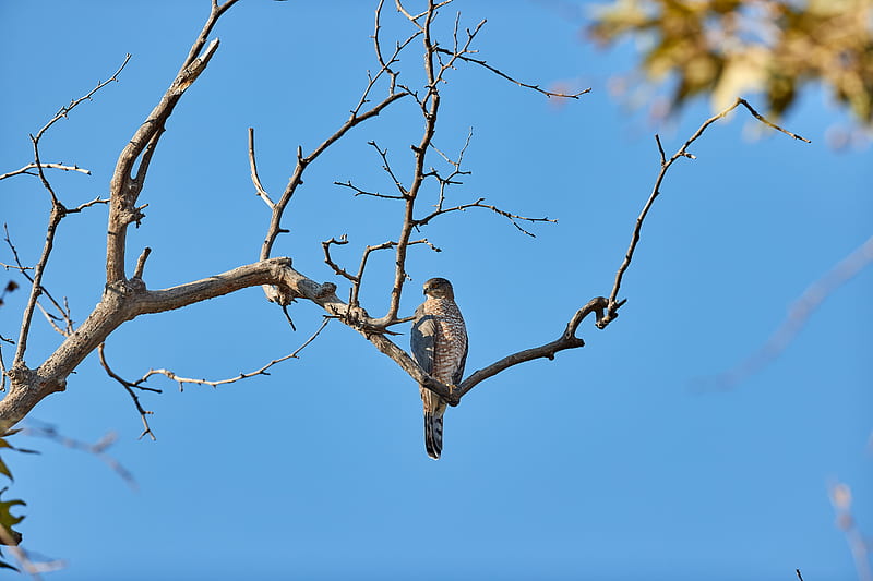 falcon, bird, predator, branch, tree, HD wallpaper