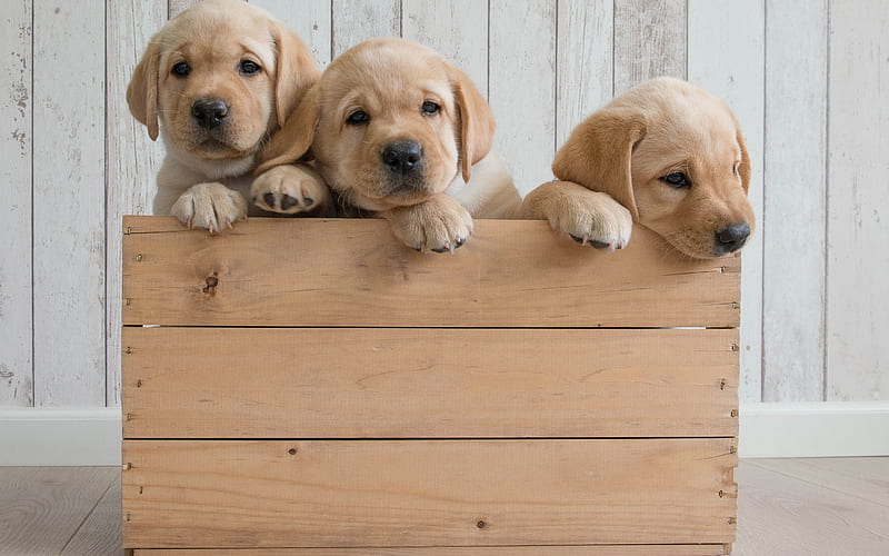 Golden Retriever, puppies, wooden box, cute animals, small dogs, HD wallpaper