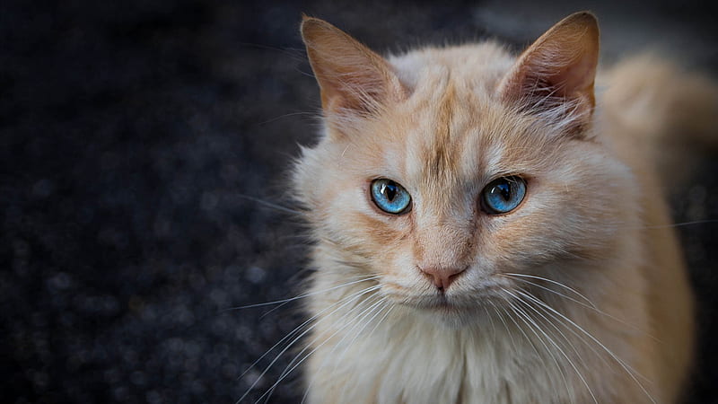 White Brown Cat With Staring Blue Eyes Cat, HD wallpaper