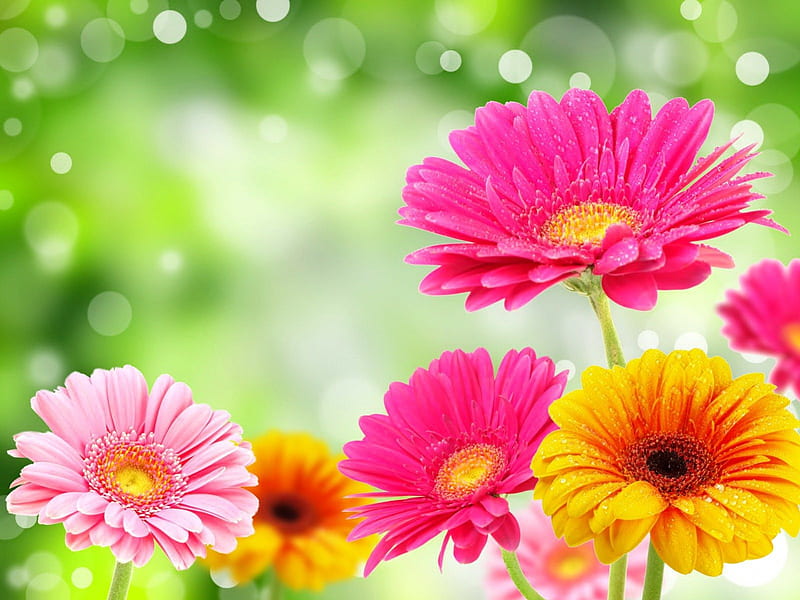 Lovely gerberas, pretty, colorful, gerberas, lovely, fresh, colors, bonito, daisies, nice, flowers, nature, HD wallpaper