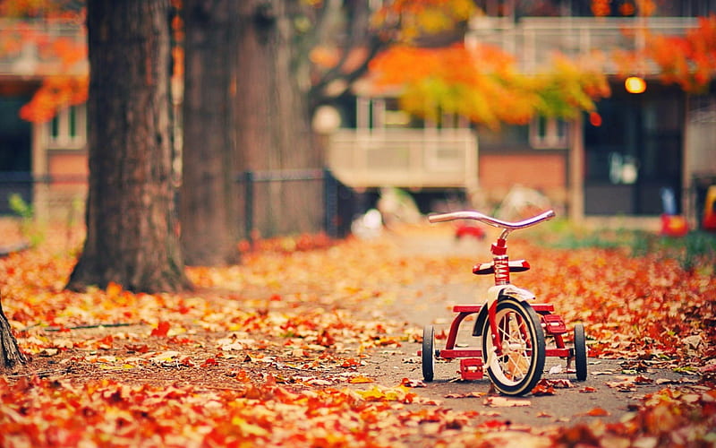 Tricycle Leaves Autumn-High Quality, HD wallpaper
