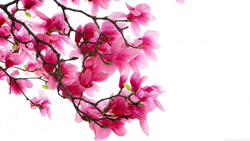 Flores de magnolia rosa, colores de la naturaleza, plantas, flores, tallos,  color rosa, Fondo de pantalla HD | Peakpx
