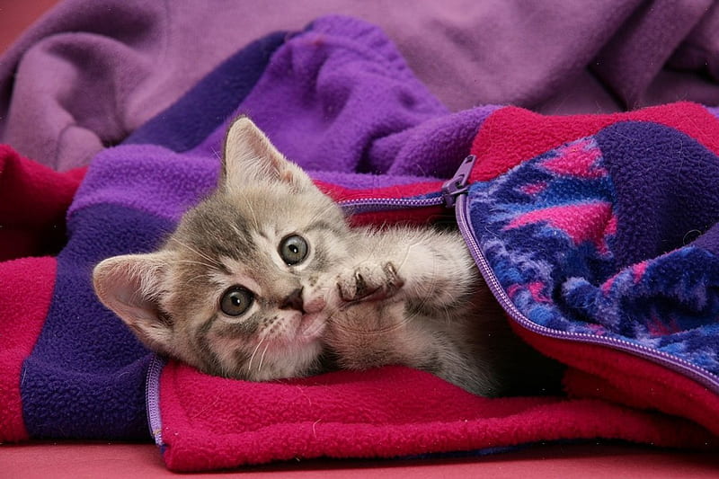 Tabby kitten in child*s fleece, tabby kitten, fleece, cats, animals, HD wallpaper