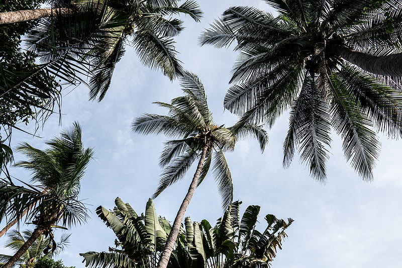 Low Angle of Palm Trees, HD wallpaper