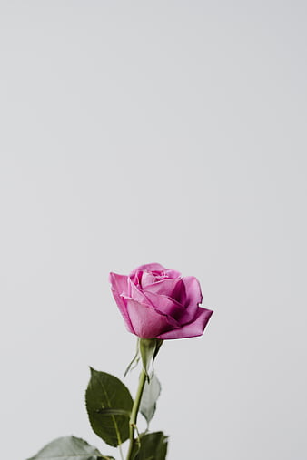 Rose, pink, flower, branch, minimalism, HD phone wallpaper | Peakpx