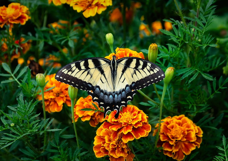 Insects, Swallowtail Butterfly, Butterfly, Flower, Insect, Macro, Marigold, HD wallpaper