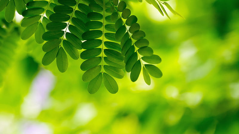 Nhánh cây xanh lá: Sự tinh tế và độc đáo của cây xanh được khai thác một cách hoàn hảo qua tác phẩm ảnh Nhánh cây xanh lá. Những chi tiết nhỏ giản đơn như chồi cây hay lá cây mang đến sự sống động cho bức tranh tuyệt đẹp này. Hãy nhấp chuột để có những phút giây tận hưởng cùng \
