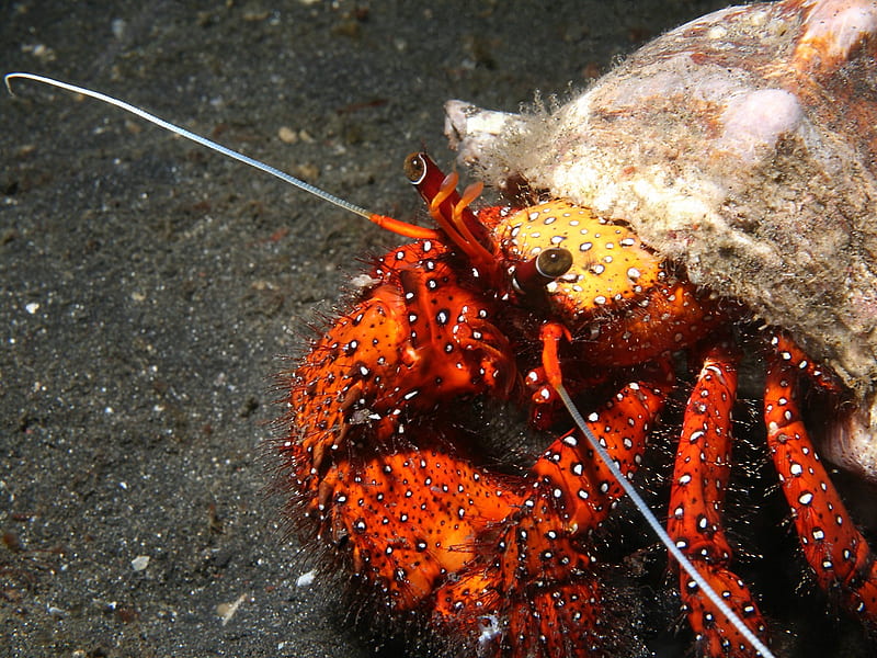 Crustacean, Hermit Crab, HD wallpaper