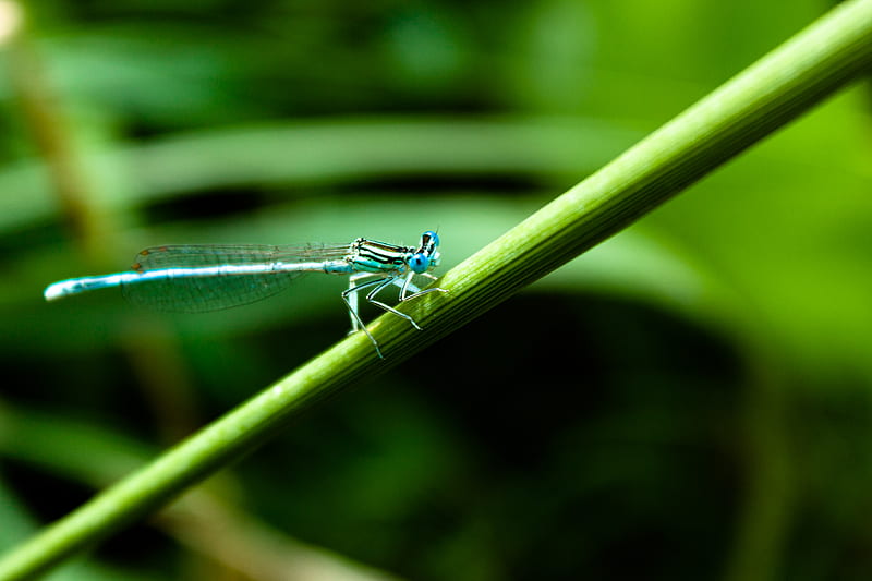 blue damselfly perched on green leaf in close up graphy during daytime, HD wallpaper