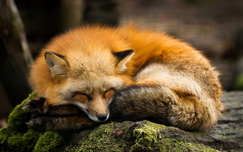 Fox, Animal, Sleeping, Cute, HD wallpaper
