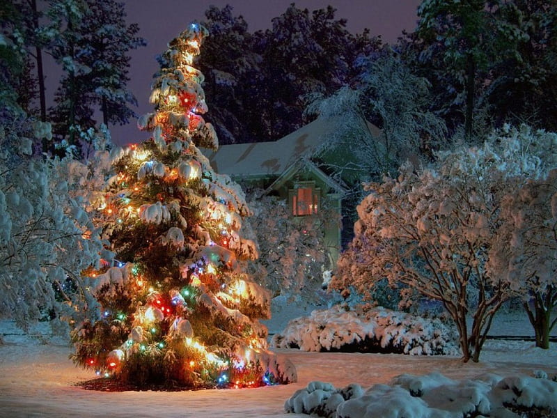 CHRISTMAS GARDEN, holidays, colourful, christmas trees, seasons, lights, icy, festive, snow, evening, HD wallpaper
