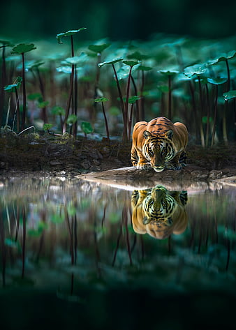 Angry cat, water, tiger, white, cat, animals, blue, angry, HD wallpaper ...
