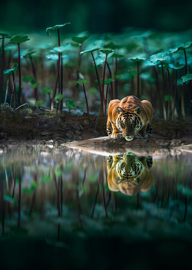 tiger, big cat, water, reflection, wildlife, HD phone wallpaper