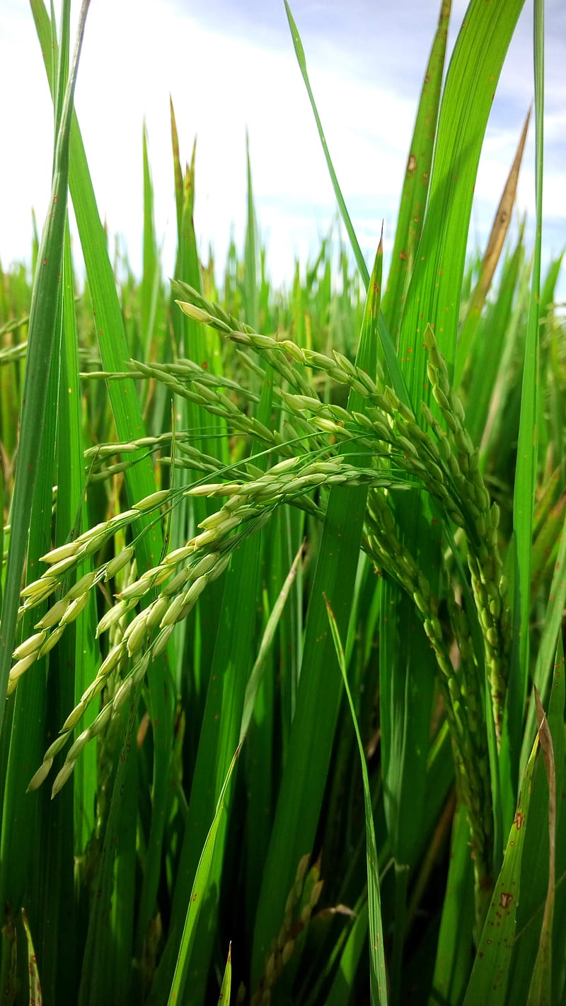 Green, cool, farmer, grass, greenery, nature, paddy, rice, sunshine, village, HD phone wallpaper