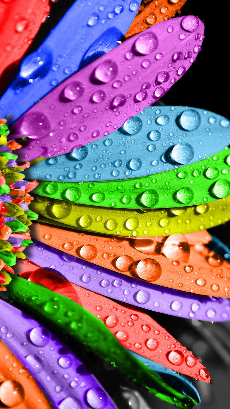 Colorful Leaves, colorful-leaves, water drops, HD phone wallpaper
