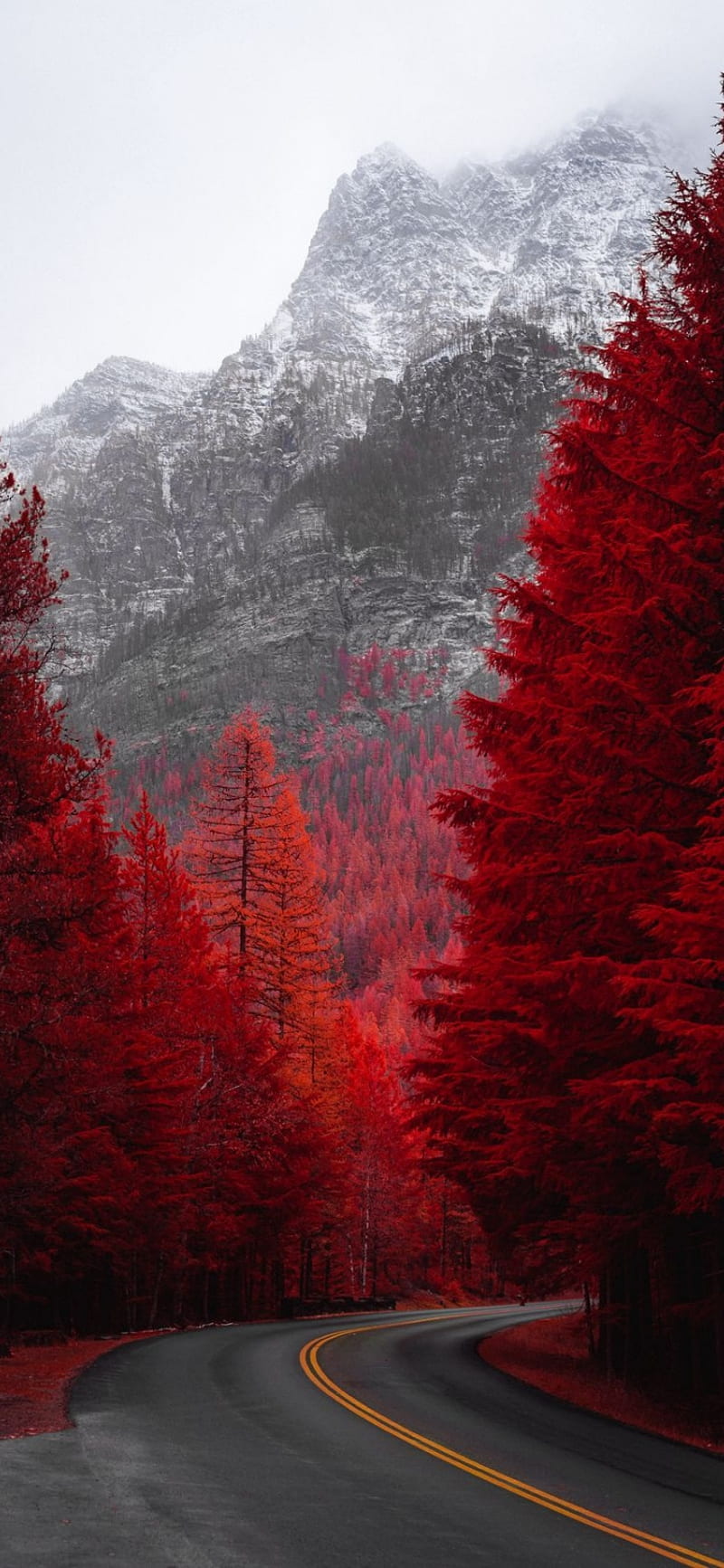 Red Forest, road, HD phone wallpaper