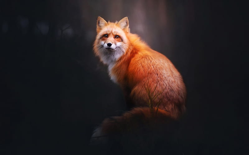 Fox, red, tail, animal, HD wallpaper | Peakpx