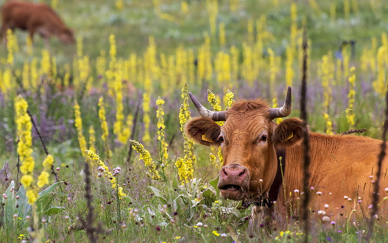 brown cow, field, wildflowers, cows, Switzerland, HD wallpaper
