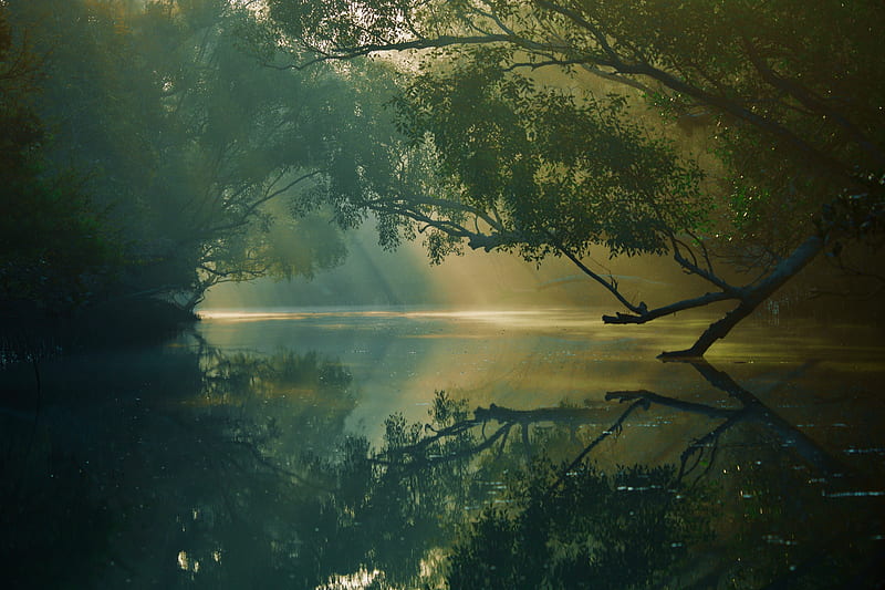 trees, river, reflection, forest, swamp, sundarbans, bangladesh, HD wallpaper