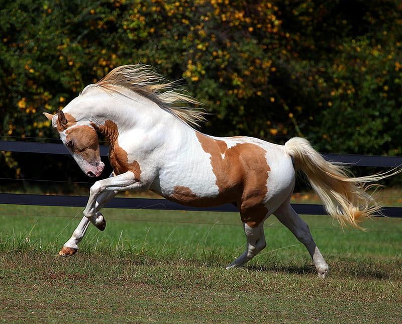 American Quarter Horse, Quarter, Brown, Grass, White, American, Fence, Horse, Wind, Running, HD wallpaper