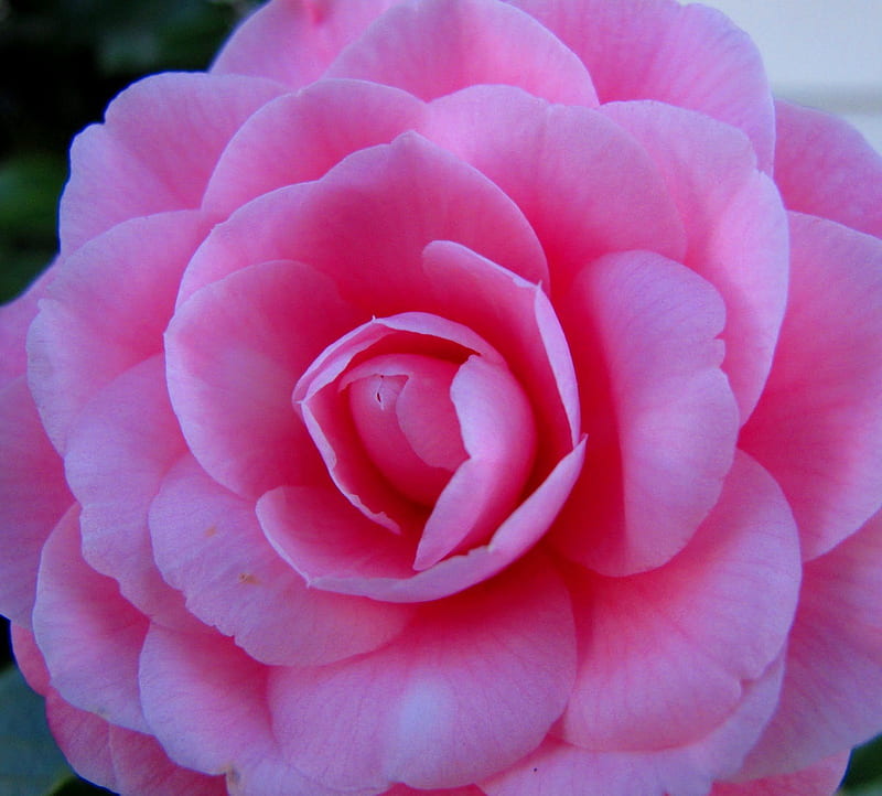 A Camellia up Close on the Rose, Pretty, on, Zoom inn, Pink, Rose, the, HD wallpaper