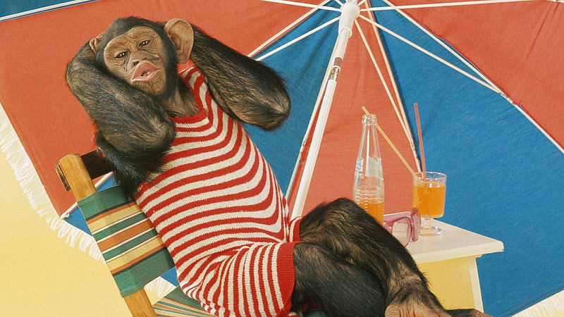 Relaxing Chimpanzee, monkey, chimpanzee, wildlife, funny animals, nature, gorilla, baby monkey, HD wallpaper