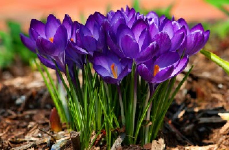 Spring flowers, pretty, crocus, lovely, fresh, scent, bonito, spring, fragrance, delicate, freshness, nice, flowers, beauty, nature, violet, tender, HD wallpaper