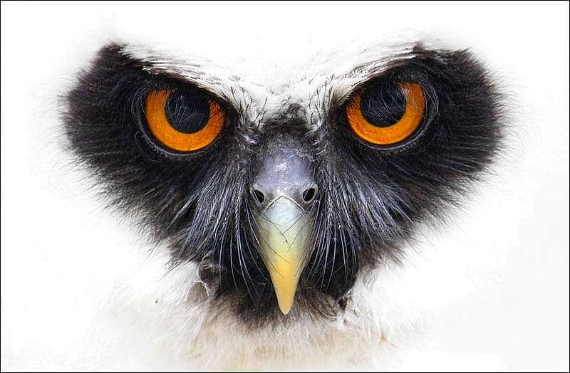 Spectacled-owl, owl, 3d, bird, face, eyes, HD wallpaper