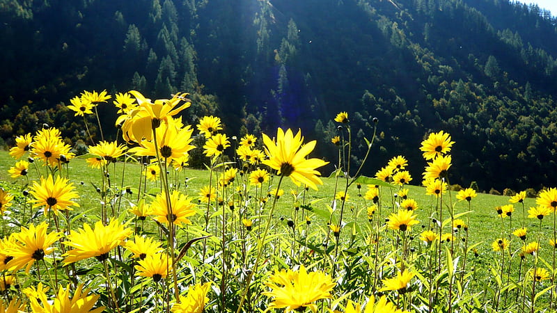 Daisies de Chamonix, summer, daisies, fields, mountains, HD wallpaper