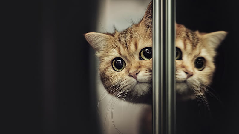 Light Brown Cat Face Is Reflecting On Mirror Cat, HD wallpaper