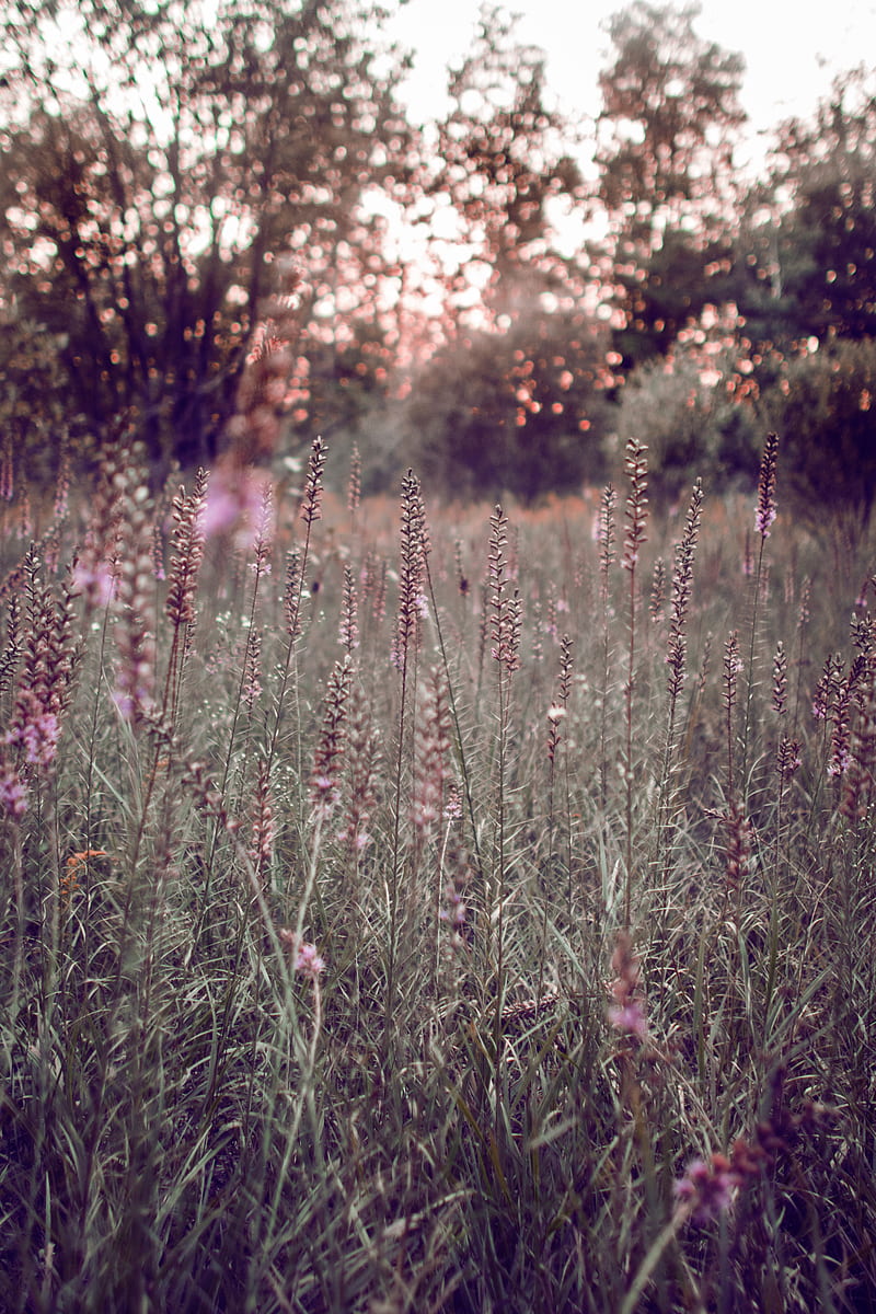grass, flowers, field, glare, bokeh, glade, HD phone wallpaper