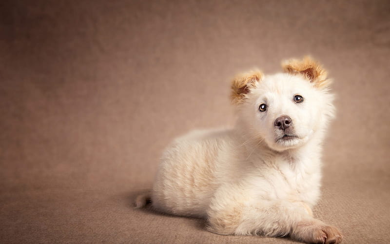 small beige puppy, cute little dog, pets, puppies, dogs, HD wallpaper