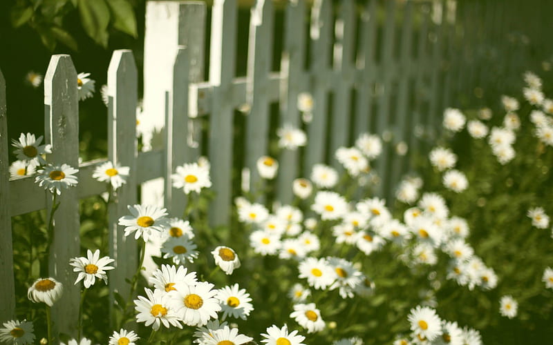 flowers near fence-Plant, HD wallpaper