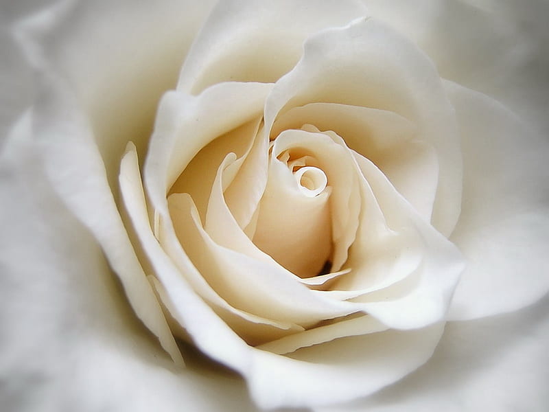 Speacil. jpg, lovely, white, romantic, rose, HD wallpaper