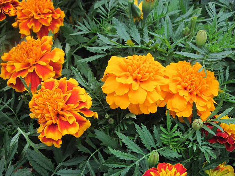 Flowers garden in greenhouse 33, graphy, green, orange, garden, Flowers ...