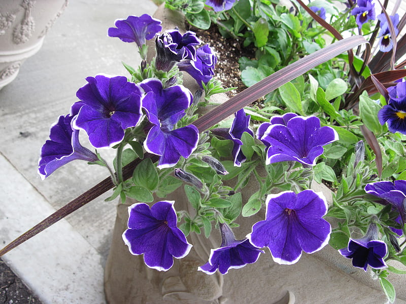 Petunias moradas en mi jardín, maceta, grafito, verde, púrpura, flores,  jardín, Fondo de pantalla HD | Peakpx