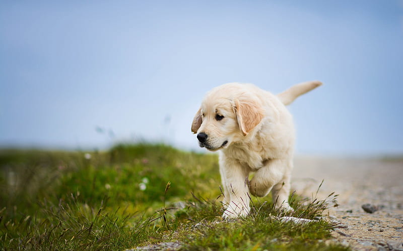 walk, golden retriever, dogs, puppy, HD wallpaper