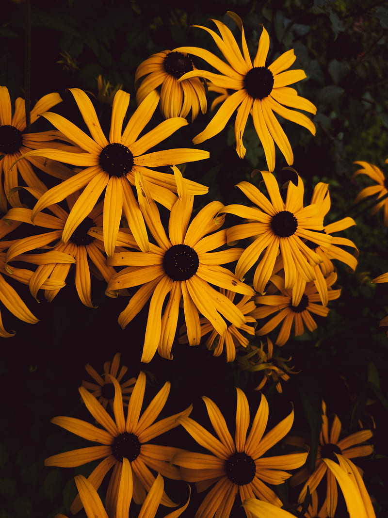 flowers, petals, yellow, bloom, HD phone wallpaper