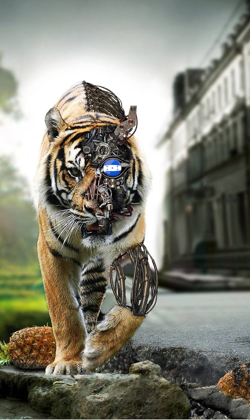 Tigre Honduras, honduras, tiger, tigres, HD phone wallpaper