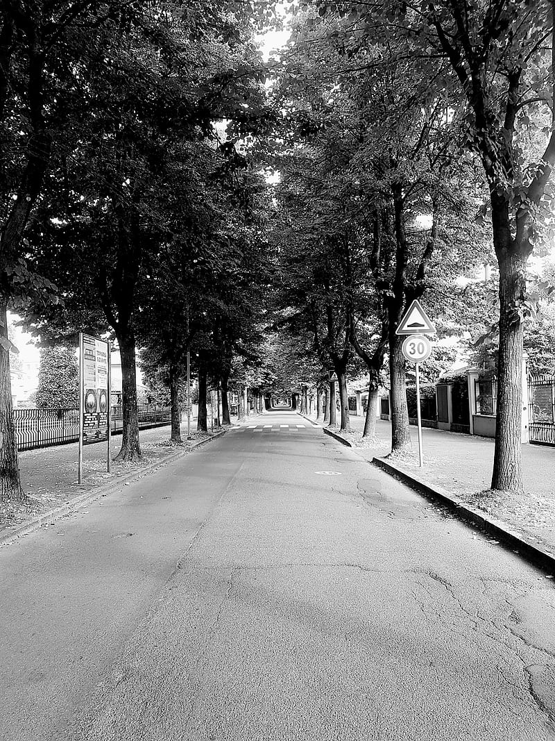 Street Asphalt Daylight Italy Trees Tunnel Hd Mobile Wallpaper Peakpx