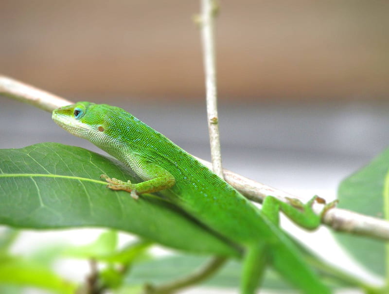 Lizard on Leaf, anole, cute, lizard, green, nature, outdoor, HD wallpaper