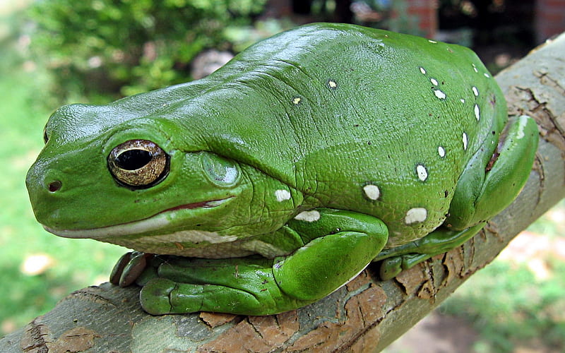 green tree frog, frog, tree, branch, animal, HD wallpaper